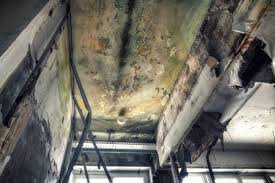 Best Real Estate Mold Inspection  in Clendon, AR